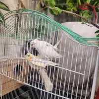 عروس هلندی تک خال