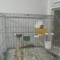 فنچ باتخم