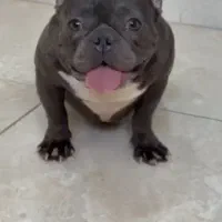 فرنچ بولداگ