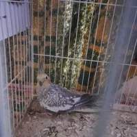 عروس هلندی|پرنده|مشهد, آبکوه|دیوار