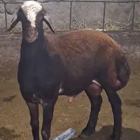 نرتقلی ۱۰ماهه از نژاد بروجردی اصل