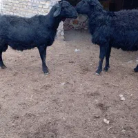 دو راس شیشک قوچ قره قزل لخت|حیوانات مزرعه|آوج, |دیوار