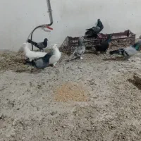 ۳۰عدد ترکیه|پرنده|باروق, |دیوار