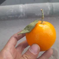 پرتقال تامسون شیرین