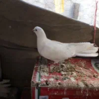 کبوترماده مست