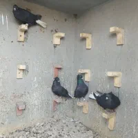 چهار عدد کلاغ دم سفید خواهر برادر