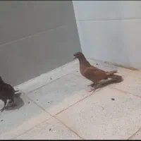 نروماده سرخ وزرد کاکل و شاخی