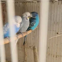 مرغ عشق انگلیسی و پروانه ای|پرنده|مشهد, مقدم|دیوار