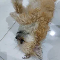 حیوان خانگی