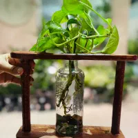 گل و گیاه طبیعی|گل و گیاه طبیعی|رودهن, |دیوار