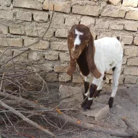 کره پاکستانی ماده