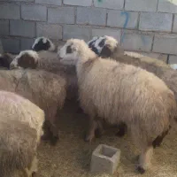 ۱۸راس میش ترکی ودورگ جفتی ۲۸۵۰۰۰۰۰