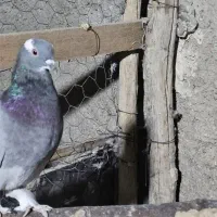 کفتر سبز سوسنی کوهی|پرنده|شیراز, تحویلی|دیوار