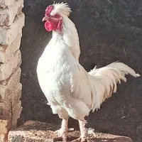 خروس نژاد سلطان