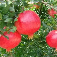 نهالستان الفتی و نصیری|خدمات باغبانی و درختکاری|خسروشاه, |دیوار