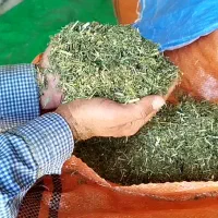 یونجه با کیفیت