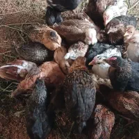 جوجه مرغ عربی