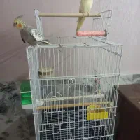 دو عدد عروس هلندی با قفس پایه‌دار