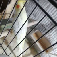 عروس هلندی|پرنده|آبپخش, |دیوار