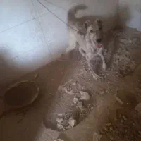 سگ ادم ندیده|سگ|بردسکن, |دیوار