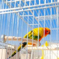 سان‌کانور خورشیدی خوشرنگ و فوق‌العاده دستی و باهوش