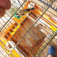 سهره نر وماده