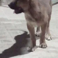 توله سگ سراب|سگ|شازند, |دیوار