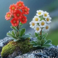 نگهداری ازسالمند