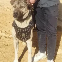 واگذاری سگ سراب