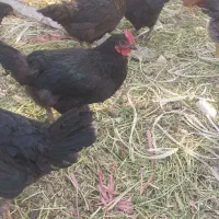مرغ جوان ۸ماه|حیوانات مزرعه|قزوین, |دیوار
