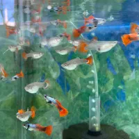 ماهی کالر کپی و مولی|ماهی|سراب, |دیوار