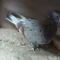 کفتر زردی وسرور|پرنده|گلستان (تهران), |دیوار