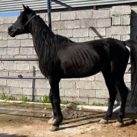 فروش اسب کرد مشکی واکسی