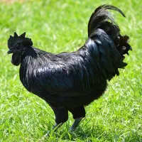 یوکوهاما سوماترا ایام سمانی