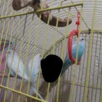چهار عدد مرغ عشق درجه۱