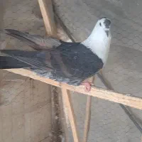 نر جوونه سالم