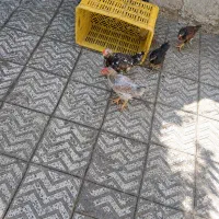 خروس جوجه