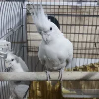 عروس آلبینو