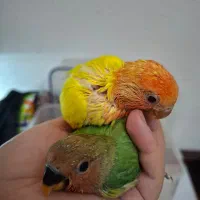 جوجه سرلاکی طوطی برزیلی|پرنده|کیش, |دیوار