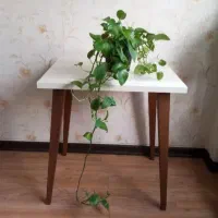 گل پتوس آپارتمانی|گل و گیاه طبیعی|قم, سالاریه|دیوار