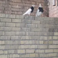 پرنده