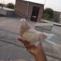 کبًوٌتٌر