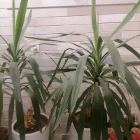 دو عدد گل زیبا به همراه گلدان سرامیکی|گل و گیاه طبیعی|اسفراین, |دیوار