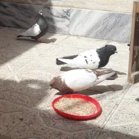سه تا کبوتر سینه