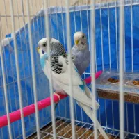 یک جفت مرغ عشق آماده خوش رنگ|پرنده|اهر, |دیوار