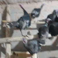 بقلمون  محلی|حیوانات مزرعه|درگزین, |دیوار