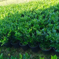 فتونیا ، فوتونیا و یاس هلندی|خدمات باغبانی و درختکاری|واجارگاه, |دیوار