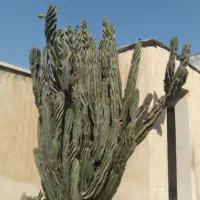 کاکتوس برگ ناودونی