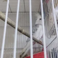 عروس هلندی قناری