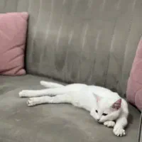 واگذاری گربه سفید|گربه|کرمانشاه, |دیوار